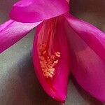 Schlumbergera truncata Цвят