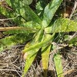 Aloe lateritia पत्ता