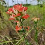 Castilleja indivisa Flower