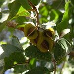 Combretum micranthum Fruit