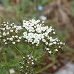 Achillea virescens Цветок