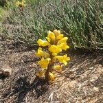Cistanche tubulosa Blüte
