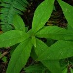 Lysimachia quadrifolia Leaf