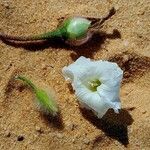 Merremia aegyptia Flower