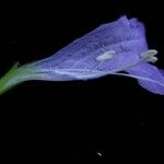 Strobilanthes violifolia