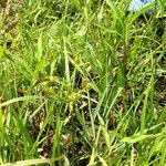 Cyperus iria 整株植物