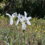 Iris albicans Virág