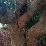 Amesiodendron chinense 樹皮