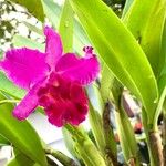 Cattleya lueddemanniana പുഷ്പം