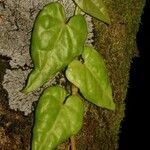 Piper borbonense Leaf