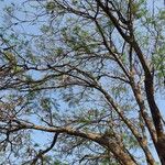 Delonix regiaपत्ता