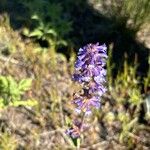 Penstemon procerus Çiçek