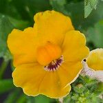 Nemesia strumosa Λουλούδι