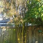 Sophora microphylla Hábito