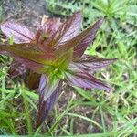 Epilobium tetragonum Leaf