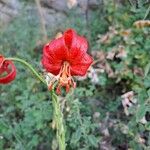 Lilium pomponium ফুল