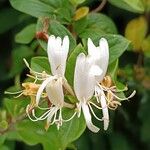 Lonicera japonicaFlor