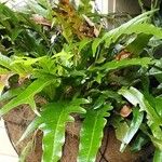 Phymatosorus scolopendria Leaf