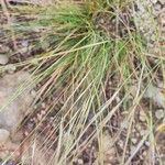 Stipa juncea Fuelha