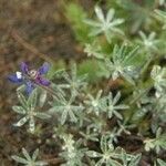 Lupinus bicolor Plante entière