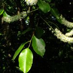 Prunus serotina ফুল