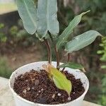 Philodendron billietiae 叶