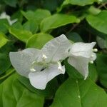 Bougainvillea × buttiana Blomst