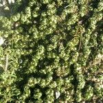 Guilleminea densa Habitus