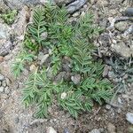 Astragalus uniflorus