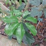 Schefflera pueckleri Leaf