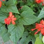 Salvia splendens List