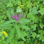 Vernonia baldwiniiЦветок