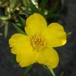 Portulaca rubricaulis Квітка