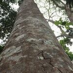 Funtumia africana Ŝelo