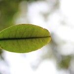 Erythroxylum laurifolium Leaf