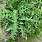 Cynara cardunculus Levél