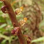 Bulbophyllum falcatum Цветок