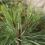 Pinus jeffreyi Hostoa