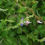 Salvia misella Fiore