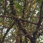 Ficus hispida Fruit