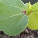 Hibiscus sabdariffa Leaf