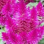 Celosia argentea Flower