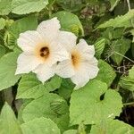 Momordica dioica Λουλούδι