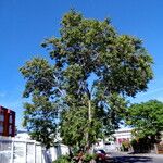 Cassia fistula Hábito