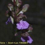 Orchis spitzelii Flower