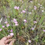 Phlox cuspidata ᱛᱟᱦᱮᱸ