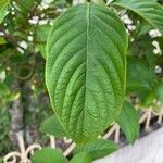 Mussaenda frondosa Blad