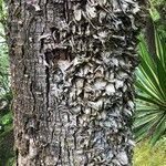 Furcraea selloana Casca