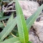 Persicaria amphibia Hoja