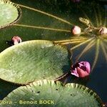 Victoria amazonica Altro